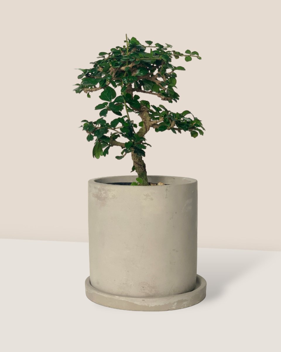Ehretia Bonsai - smoffy cement planter - round - Potted plant - Tumbleweed Plants - Online Plant Delivery Singapore
