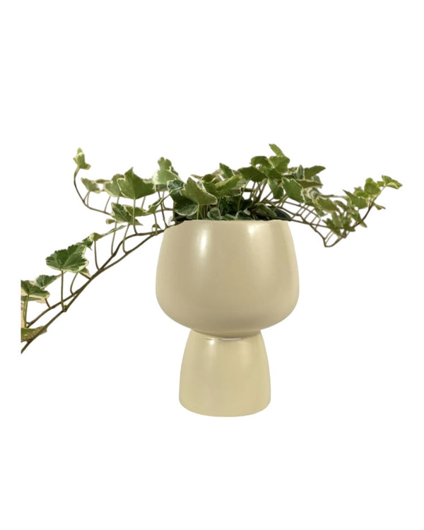 English Ivy - ceramic sand pot - Just plant - Tumbleweed Plants - Online Plant Delivery Singapore