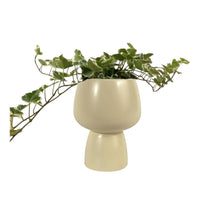 English Ivy