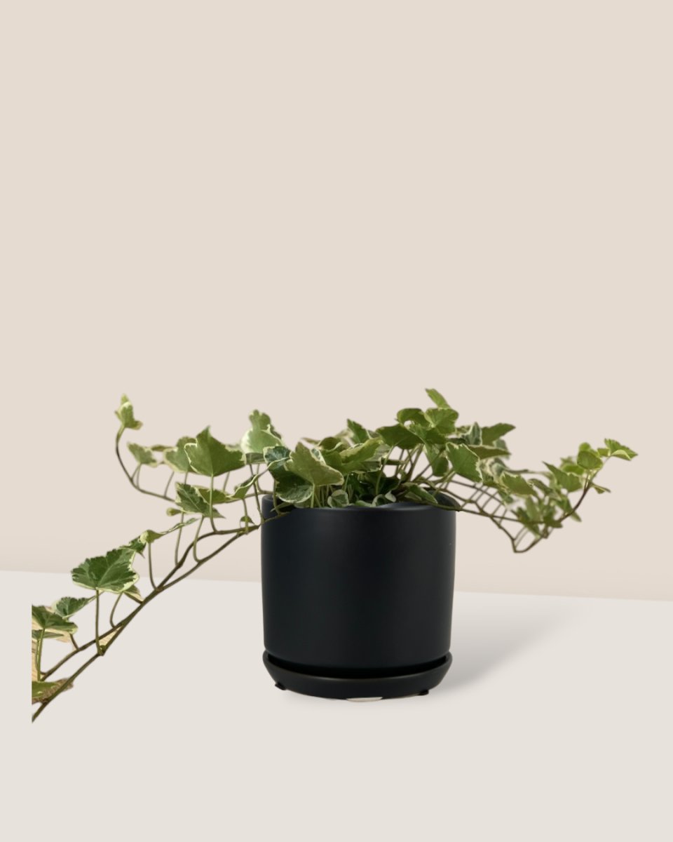 English Ivy - grow pot - Just plant - Tumbleweed Plants - Online Plant Delivery Singapore