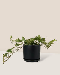 English Ivy - grow pot - Just plant - Tumbleweed Plants - Online Plant Delivery Singapore