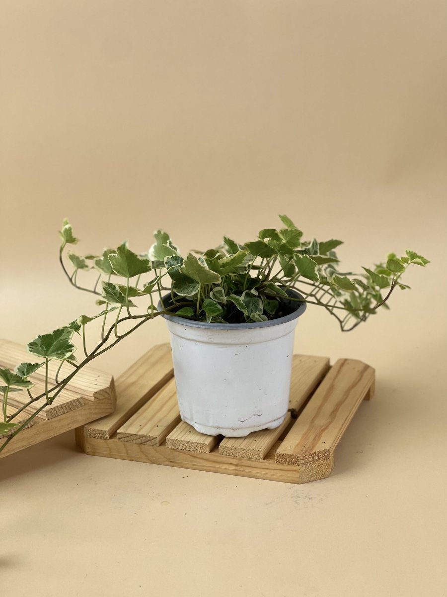English Ivy - grow pot - Just plant - Tumbleweed Plants - Online Plant Delivery Singapore
