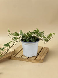 English Ivy - grow pot - Just plant - Tumbleweed Plants - Online Plant Delivery Singapore