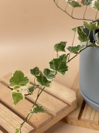 English Ivy - grow pot - Just plant - Tumbleweed Plants - Online Plant Delivery Singapore