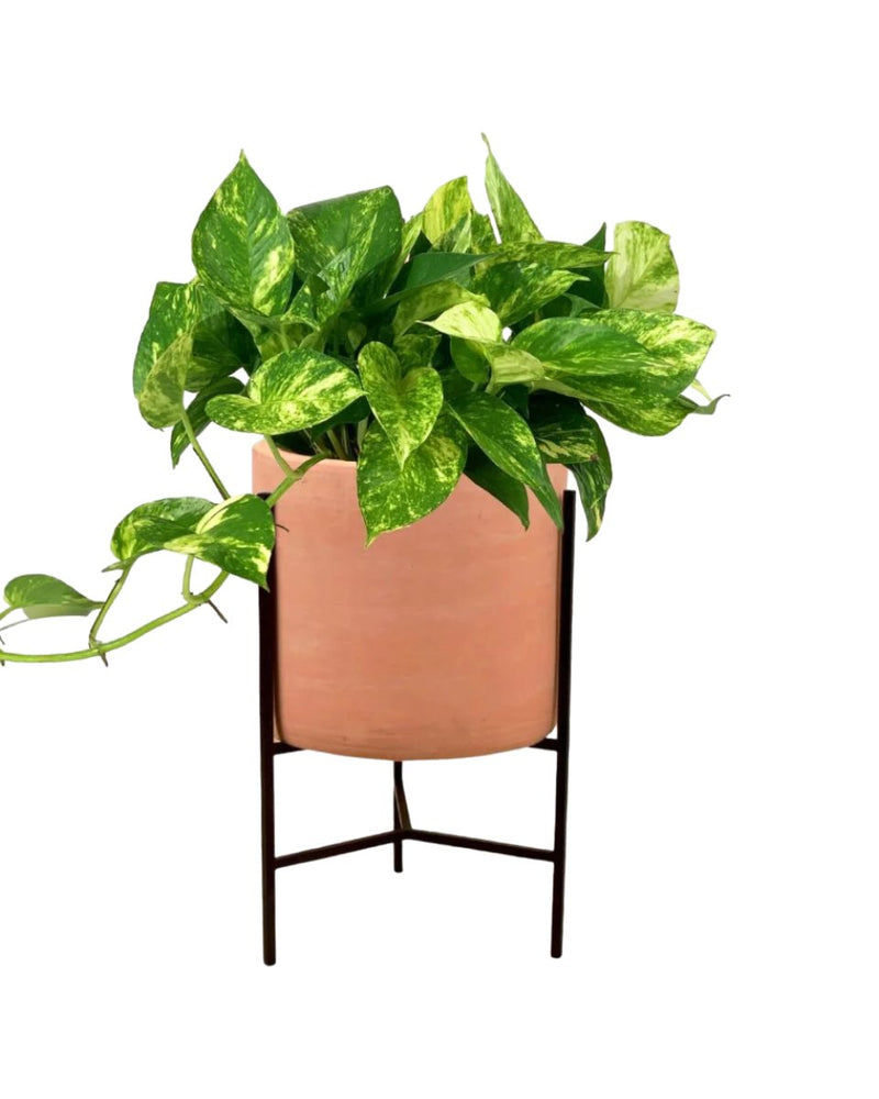Epipremnum Aureum - Hanging Golden Pothos (Variegated) - sedona stand - Potted plant - Tumbleweed Plants - Online Plant Delivery Singapore