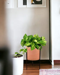 Epipremnum Aureum - Hanging Golden Pothos (Variegated) - sedona stand - Potted plant - Tumbleweed Plants - Online Plant Delivery Singapore