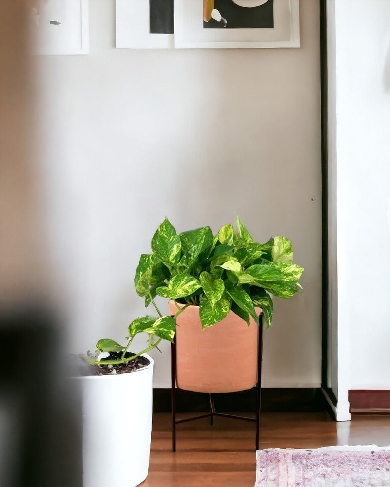 Epipremnum Aureum - Hanging Golden Pothos (Variegated) - sedona stand - Potted plant - Tumbleweed Plants - Online Plant Delivery Singapore