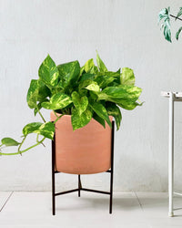Epipremnum Aureum - Hanging Golden Pothos (Variegated) - sedona stand - Gifting plant - Tumbleweed Plants - Online Plant Delivery Singapore