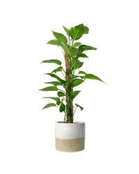 Epipremnum Aureum - Money Plant (Variegated) - dotted rim terracotta pot - Gifting plant - Tumbleweed Plants - Online Plant Delivery Singapore