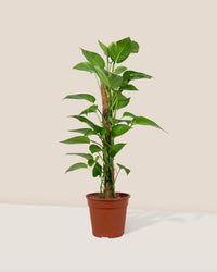 Epipremnum Aureum - Money Plant (Variegated) - grow pot - Gifting plant - Tumbleweed Plants - Online Plant Delivery Singapore