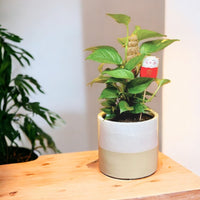 Epipremnum Money Plant (0.3m)