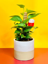 Auspicious Money Plant - Gifting plant - Tumbleweed Plants - Online Plant Delivery Singapore