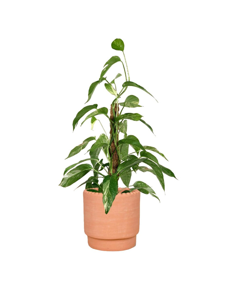 Epipremnum Pinnatum "Albo Variegata" - dotted rim terracotta pot - Gifting plant - Tumbleweed Plants - Online Plant Delivery Singapore