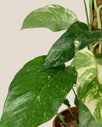 Epipremnum Pinnatum "Albo Variegata" - grow pot - Gifting plant - Tumbleweed Plants - Online Plant Delivery Singapore