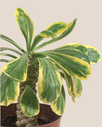 Euphorbia Poissonii - grow pot - Potted plant - Tumbleweed Plants - Online Plant Delivery Singapore
