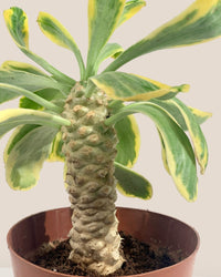 Euphorbia Poissonii - grow pot - Potted plant - Tumbleweed Plants - Online Plant Delivery Singapore