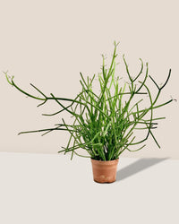 Euphorbia Tirucalli (Pencil cactus) - grow pot - Potted plant - Tumbleweed Plants - Online Plant Delivery Singapore