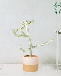 Euphorbia White Ghost paired with cream two tone pot
