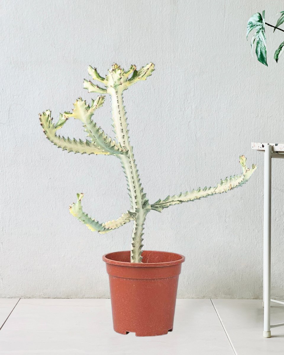 Euphorbia White Ghost in a grow pot
