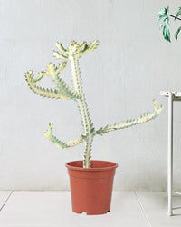 Euphorbia White Ghost in a grow pot