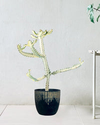 Euphorbia White Ghost paired with etched planter - black/large