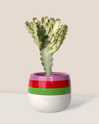 Euphorbia White Ghost paired with poppy planter - ariel