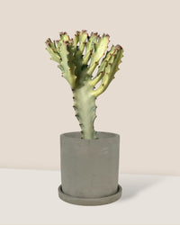 Euphorbia White Ghost -paired with smoffy cement planter - round