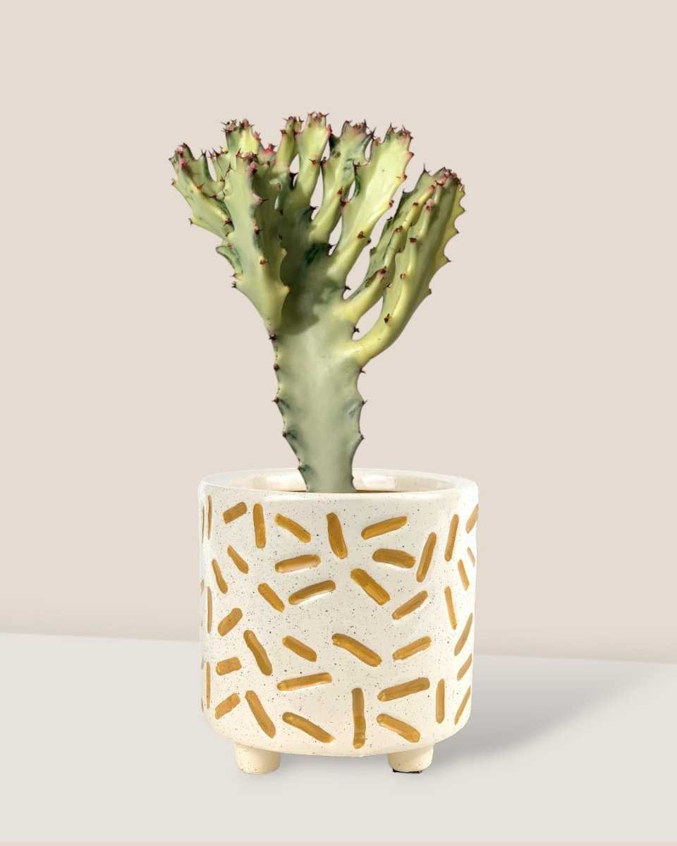 Euphorbia White Ghost paired with matchstick planter
