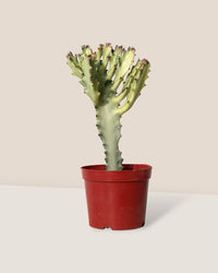 Euphorbia White Ghost in a grow pot