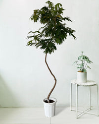 Large Everfresh Tree - grow pot - Potted plant - Tumbleweed Plants - Online Plant Delivery Singapore