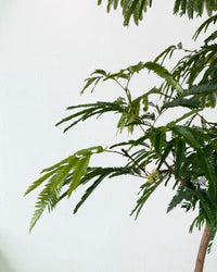 Large Everfresh Tree - grow pot - Potted plant - Tumbleweed Plants - Online Plant Delivery Singapore