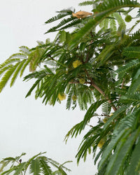 Large Everfresh Tree - grow pot - Potted plant - Tumbleweed Plants - Online Plant Delivery Singapore