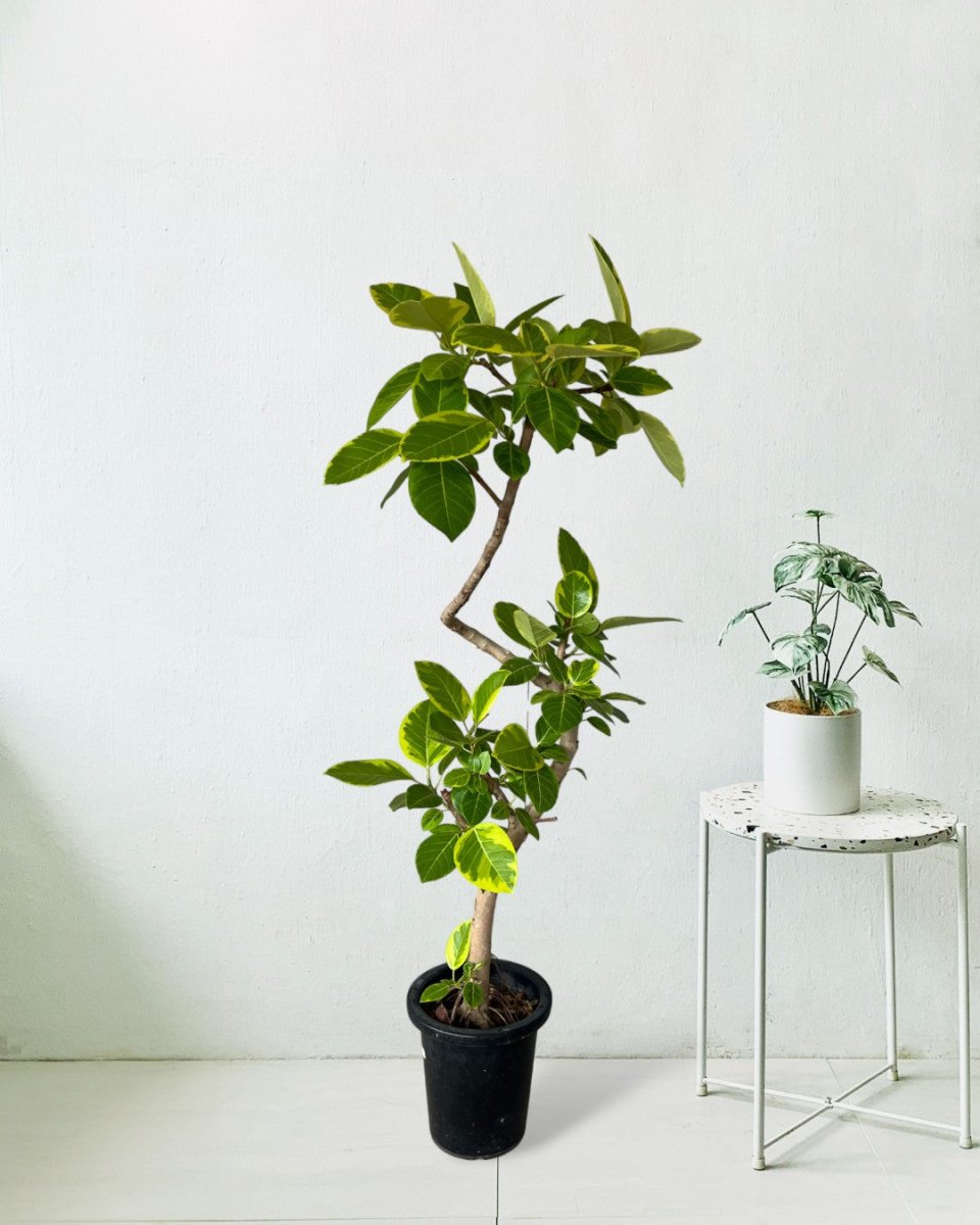 ficus altissima growth Ficus Altissima Bending