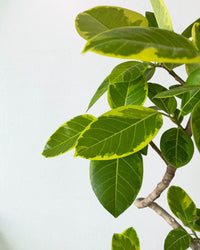 Ficus Altissima Bending - grow pot - Gifting plant - Tumbleweed Plants - Online Plant Delivery Singapore