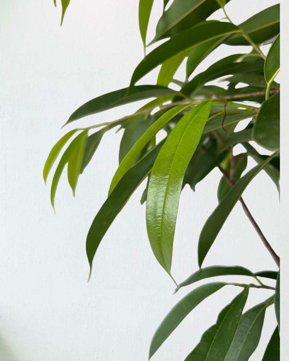 Ficus Amsterdam King - grow pot - Gifting plant - Tumbleweed Plants - Online Plant Delivery Singapore