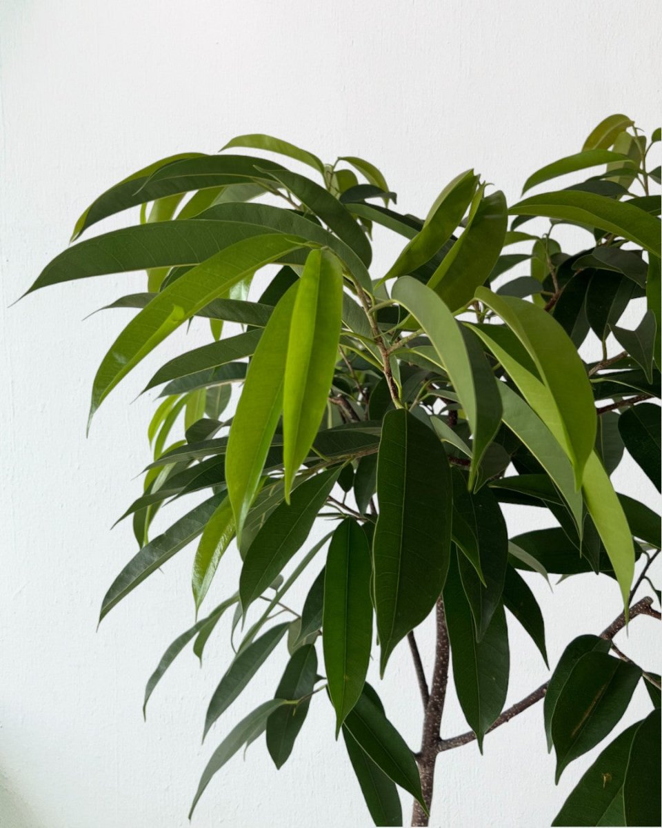 Ficus Amsterdam King - grow pot - Gifting plant - Tumbleweed Plants - Online Plant Delivery Singapore