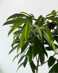 Ficus Amsterdam King - grow pot - Gifting plant - Tumbleweed Plants - Online Plant Delivery Singapore
