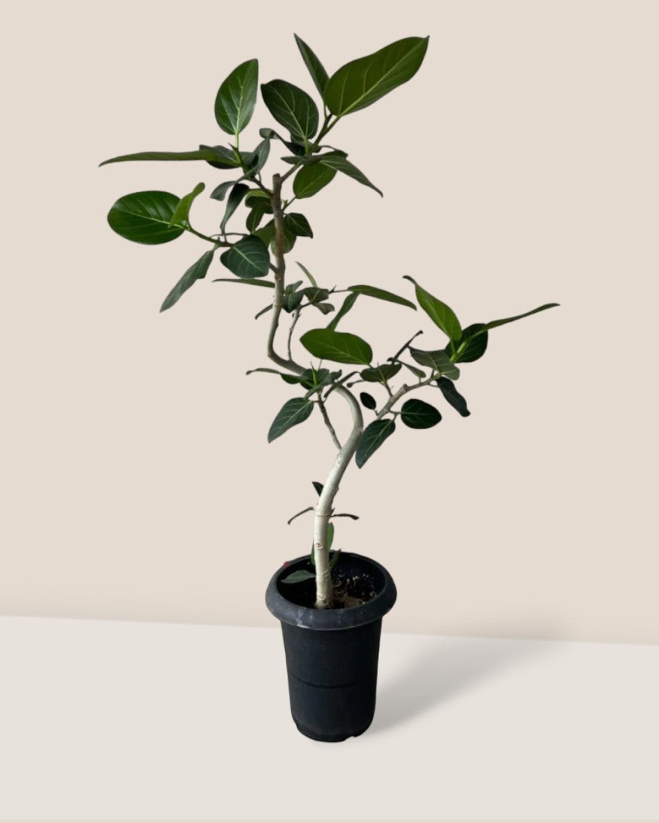 Ficus Benhalensis Audrey Bending - grow pot - Potted plant - Tumbleweed Plants - Online Plant Delivery Singapore