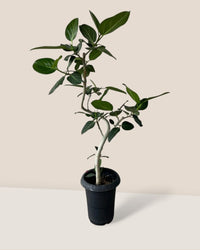 Ficus Benhalensis Audrey Bending - grow pot - Potted plant - Tumbleweed Plants - Online Plant Delivery Singapore
