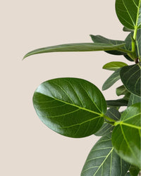 Ficus Benhalensis Audrey Bending - grow pot - Potted plant - Tumbleweed Plants - Online Plant Delivery Singapore