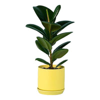 Ficus Elastica Robusta