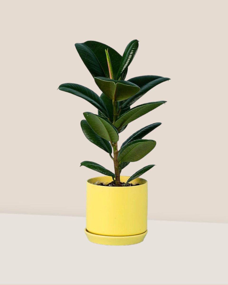 Rubber Plant 'Ficus Elastica Robusta' paired with cylinder pot yellow