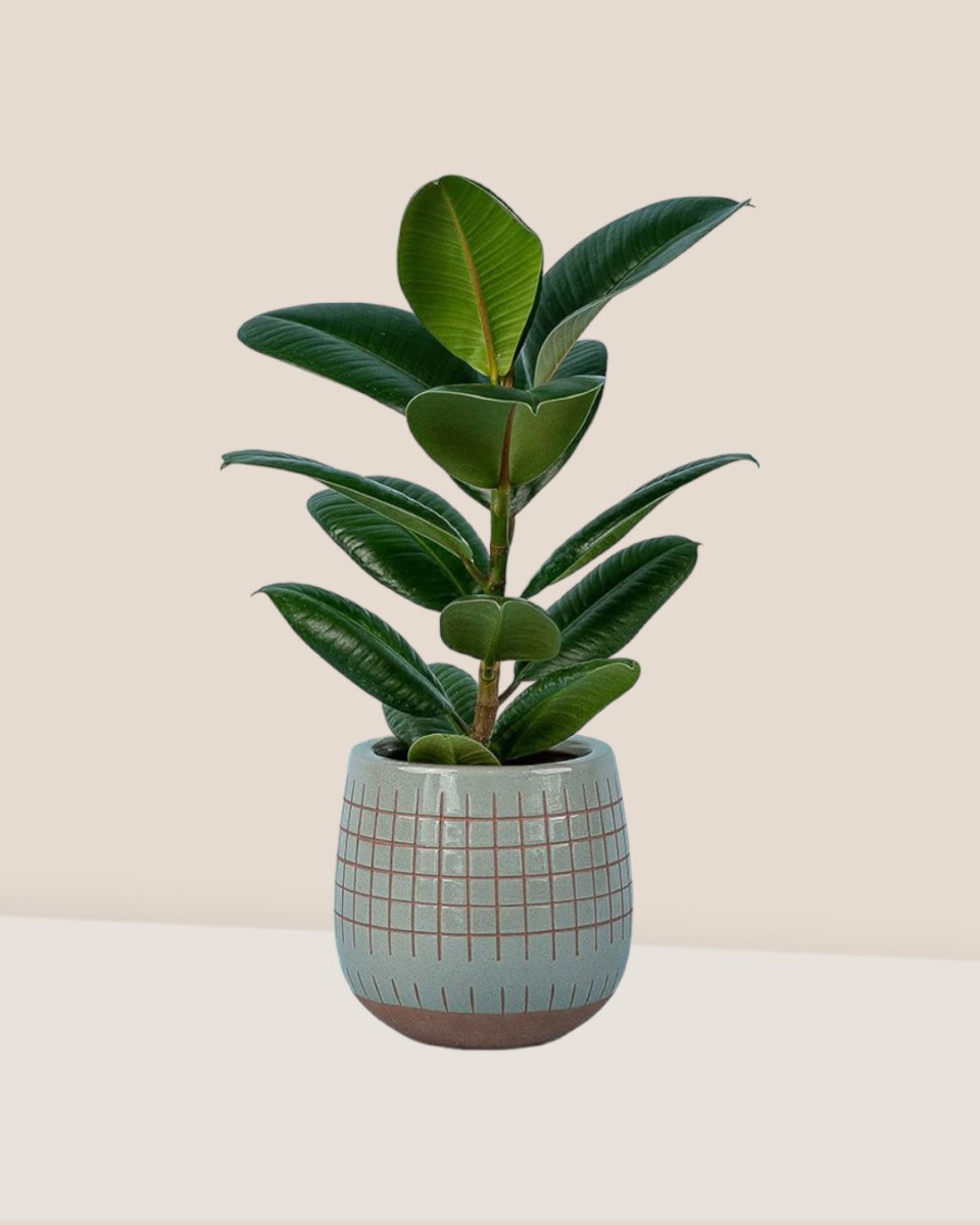 Rubber Plant 'Ficus Elastica Robusta'