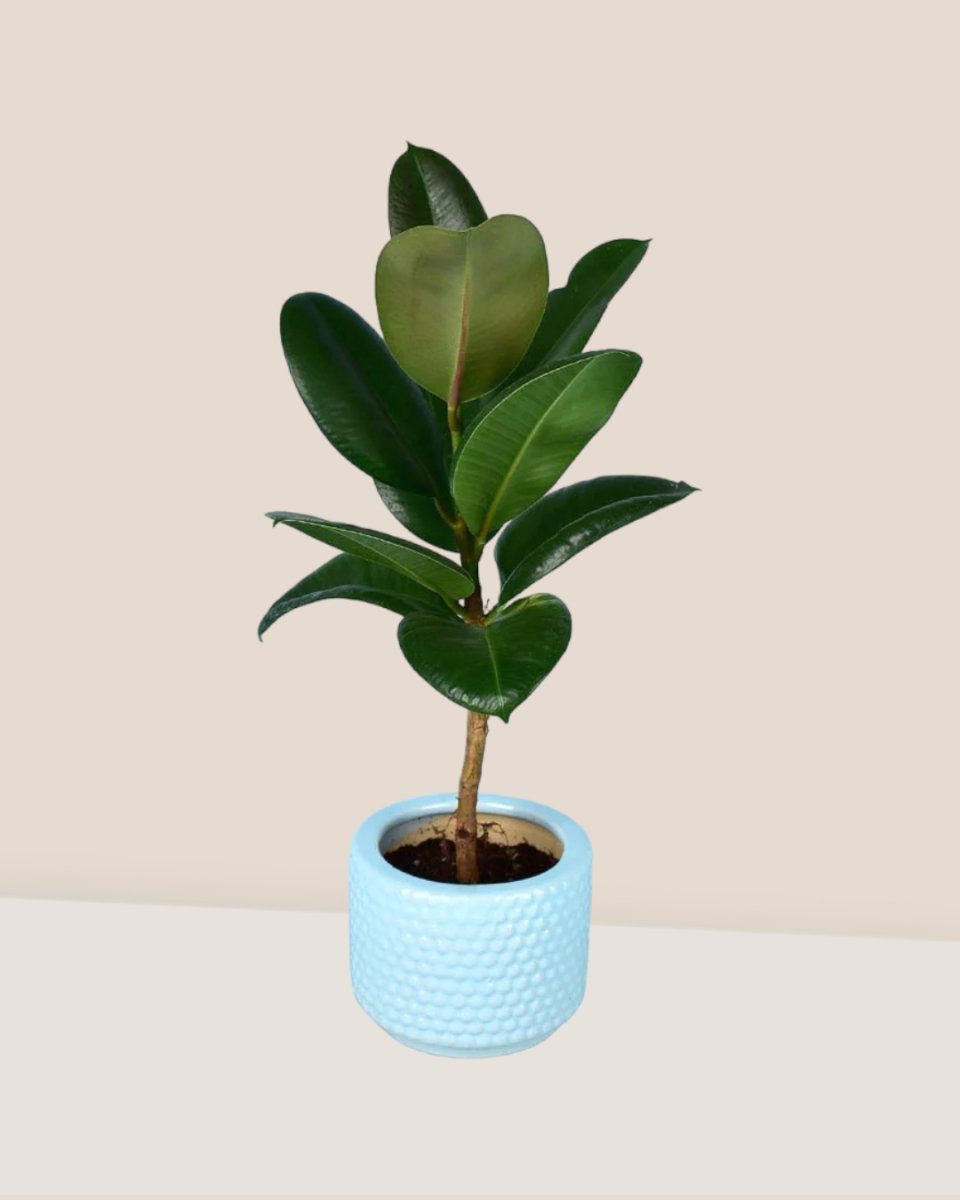 Rubber Plant 'Ficus Elastica Robusta'