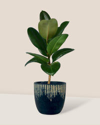 Rubber Plant 'Ficus Elastica Robusta' paired with etched planter - black/large