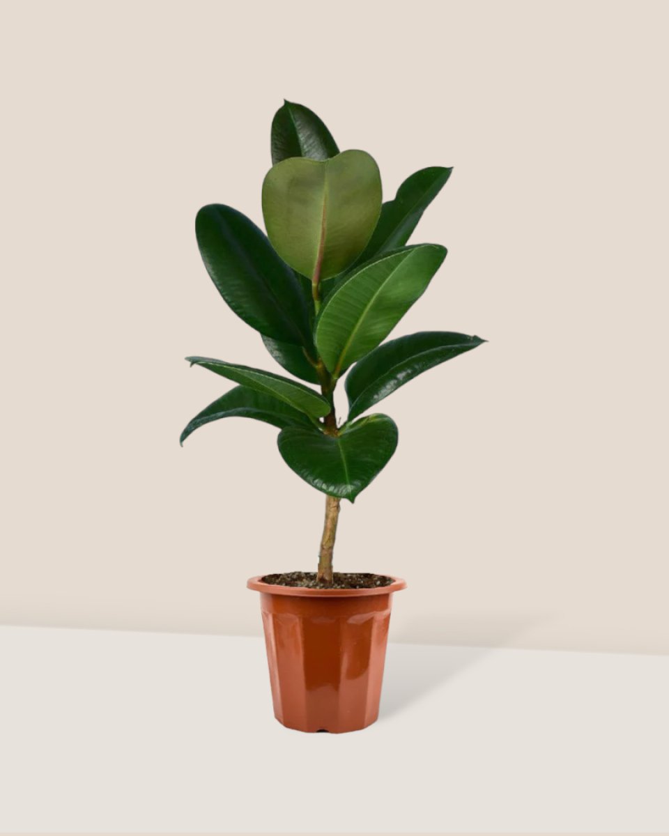 Rubber Plant 'Ficus Elastica Robusta' in a grow pot