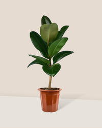 Rubber Plant 'Ficus Elastica Robusta' in a grow pot
