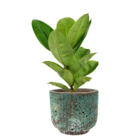 Ficus Elastica Shivereana