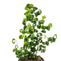 Ficus Pandora Benjamina in Charcoal Pot - Potted plant - Tumbleweed Plants - Online Plant Delivery Singapore