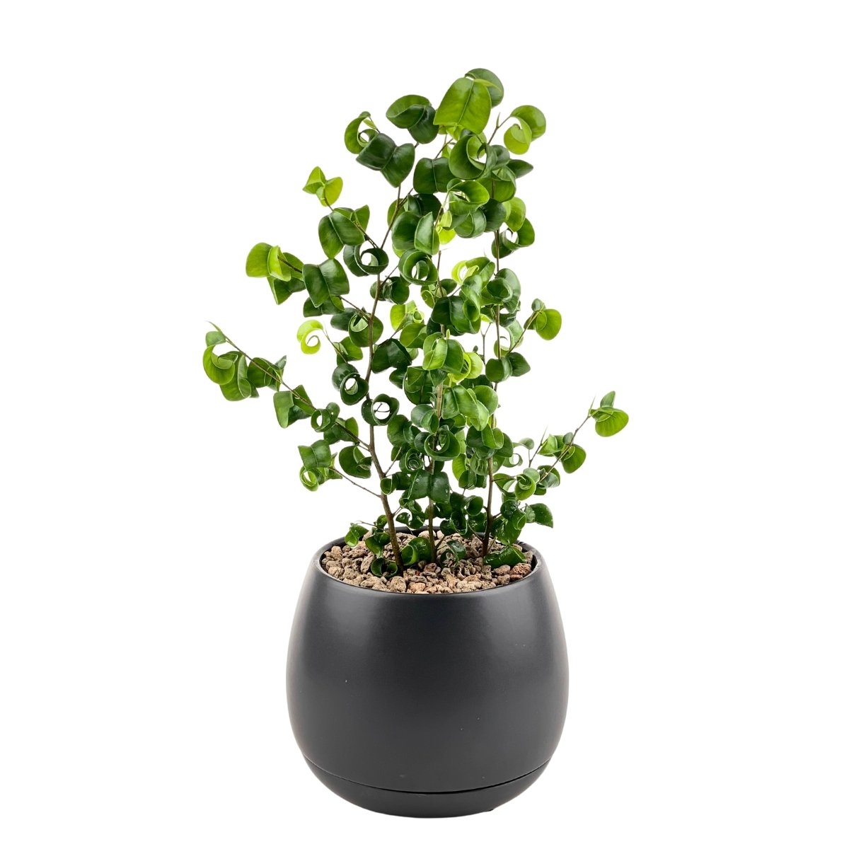 Ficus Pandora Benjamina in Charcoal Pot - Potted plant - Tumbleweed Plants - Online Plant Delivery Singapore